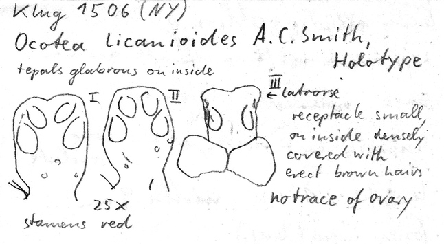 Vorschaubild Ocotea licanioides A.C. Sm.